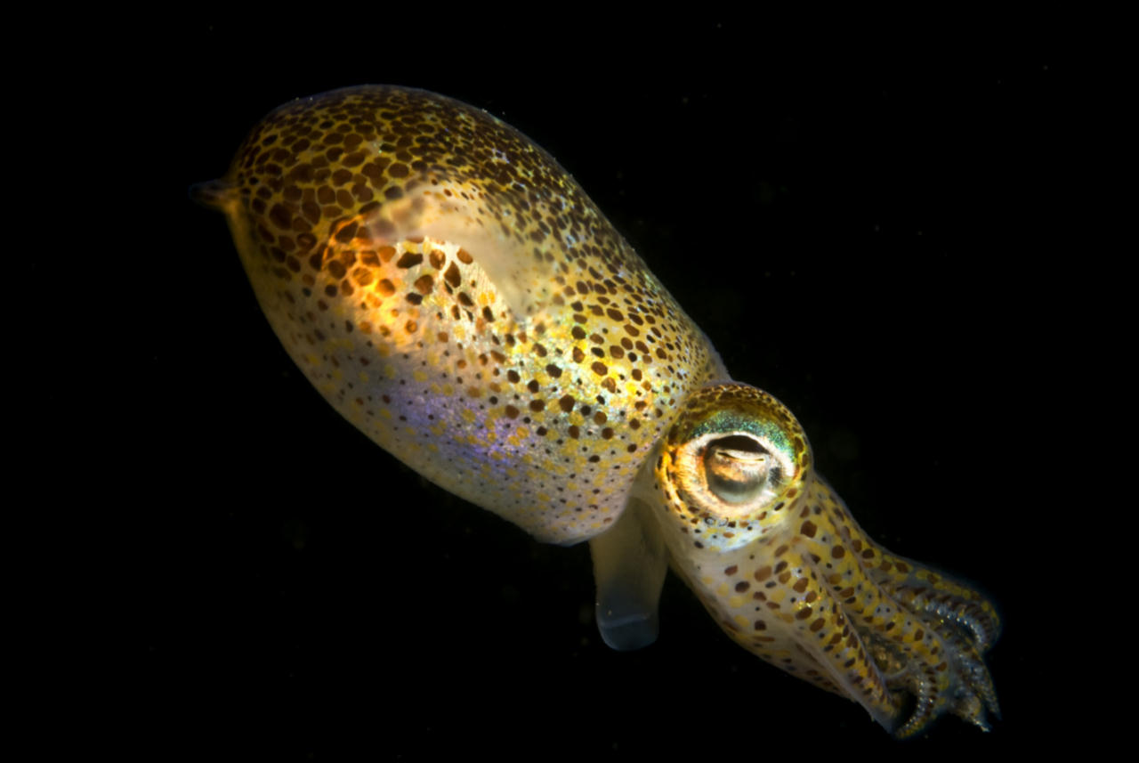 Sepiola atlantica